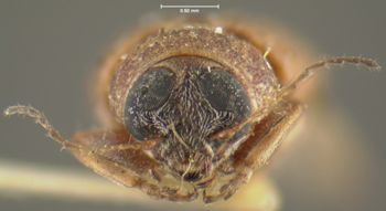 Media type: image;   Entomology 24966 Aspect: head frontal view